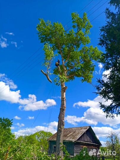 Спил, опиловка, обрезка, удаление деревьев