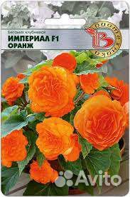 Бегония клубневая горшечные, ампельная