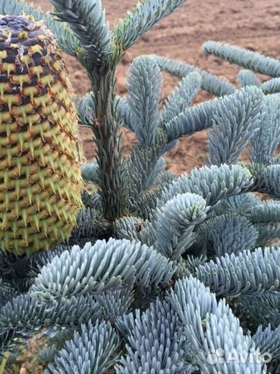 Пихта глаука