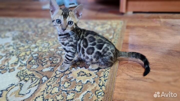 Бенгальская