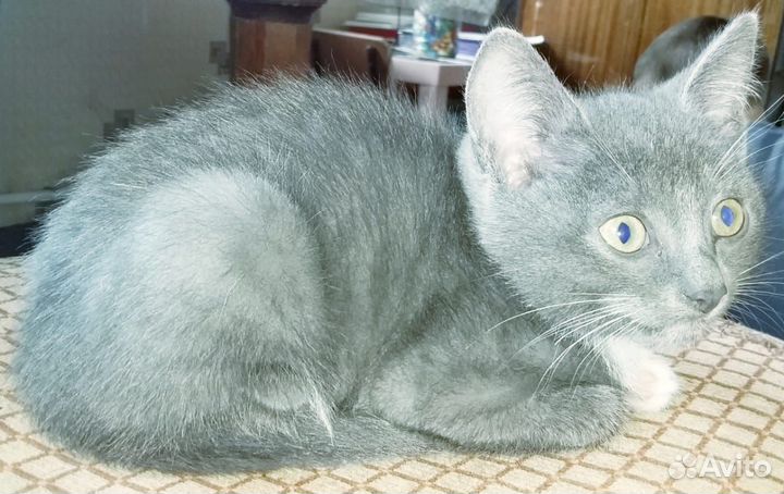 Серебристые котята