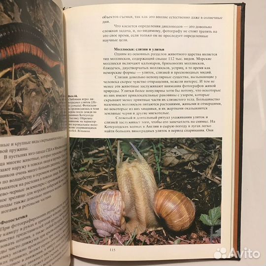 Фотографирование живой природы