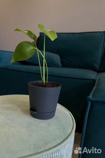 Монстера деликатесная, отростки в горшках