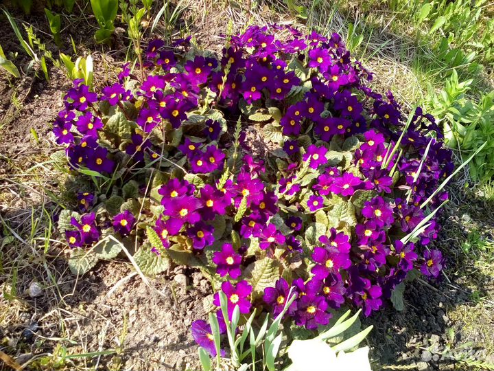 Золотой шар, золотарник, маргаритки, примула