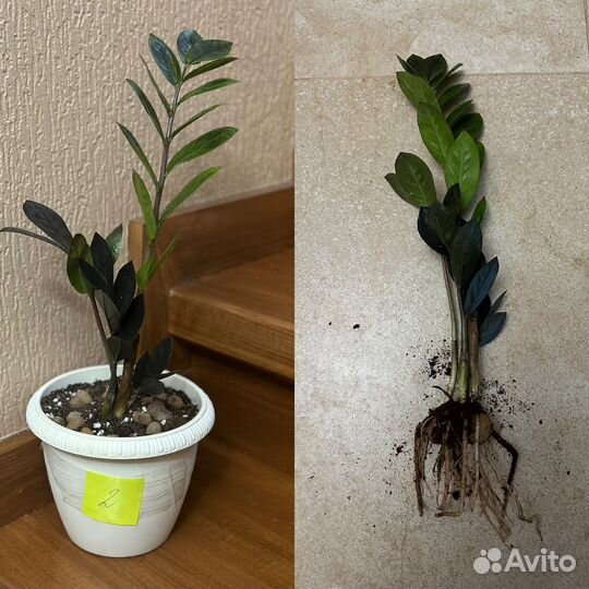 Замиокулькас черный ворон