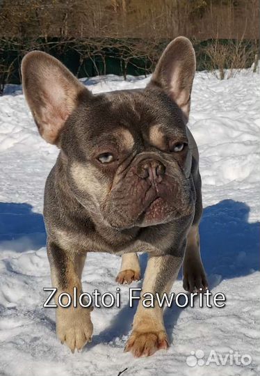 Шикарный лиловый французский бульдог вязка, щенки