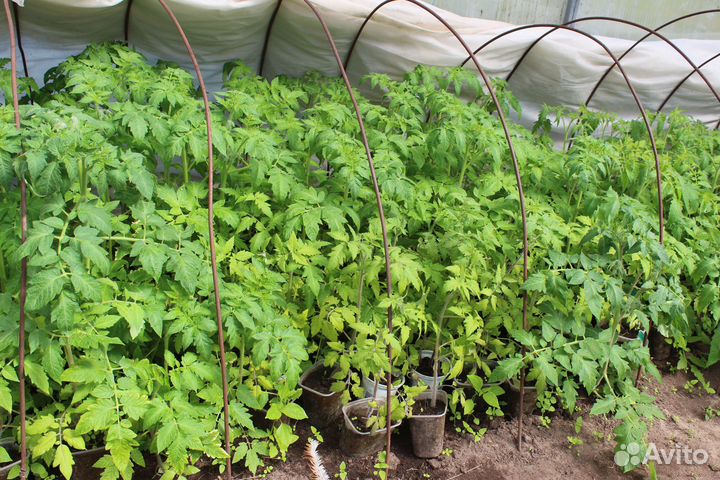 Рассада помидор и перца