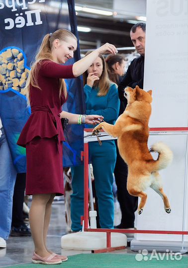 Кобель на вязку Сиба Шиба Ину