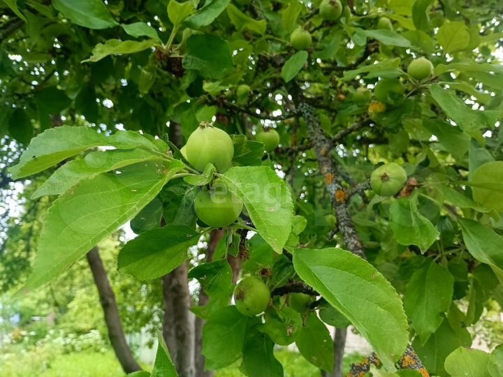 Дача 47,7 м² на участке 6 сот.