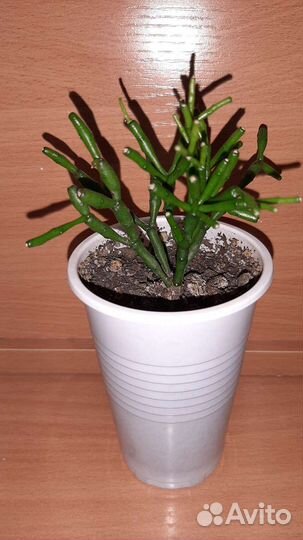 Хатиора солеросовая или солянковидная