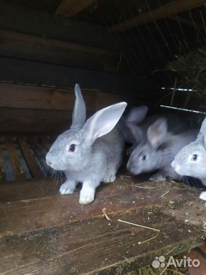 Кролики породы фландр