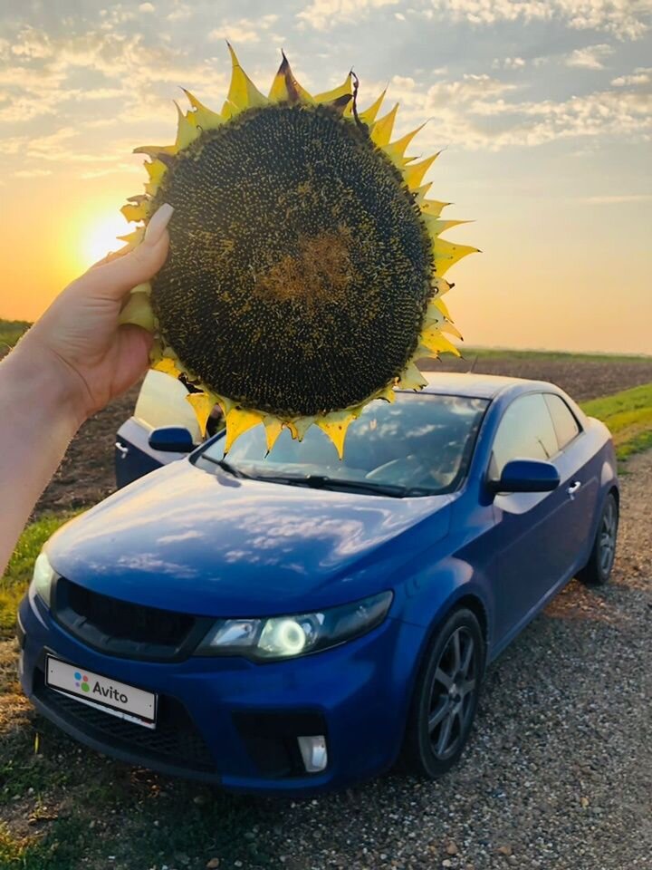Kia Cerato: фото владельца
