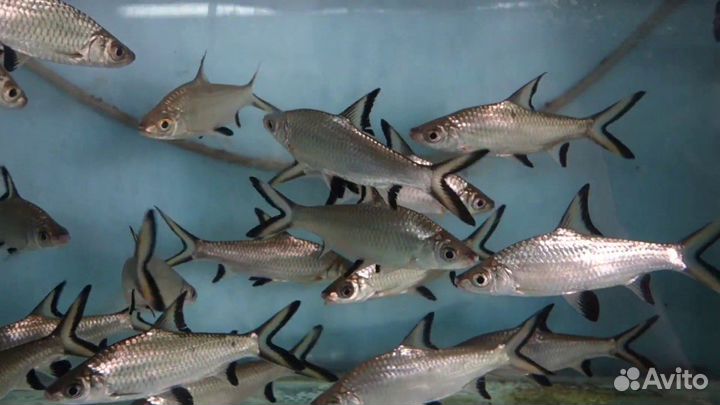 Акулий балу