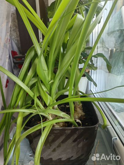 Индийский лук