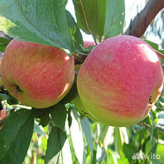 Яблоня Уэлси 3х-летка