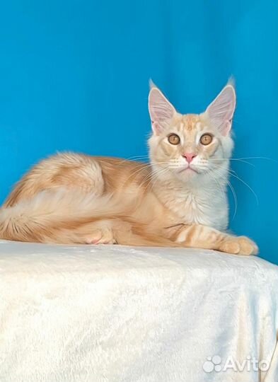 Котята мейн-кун
