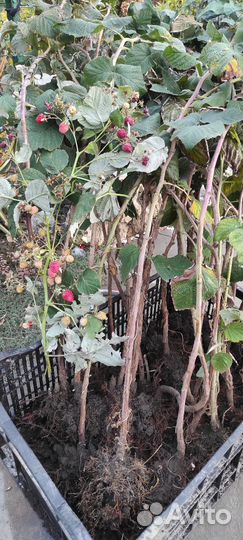 Саженцы малины, Болгарский рубин