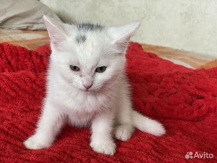 Кошки в добрые руки