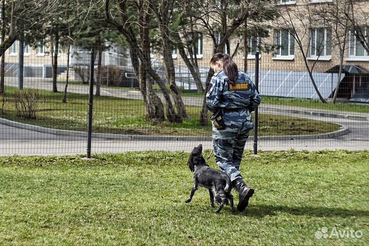 Услуги кинолога