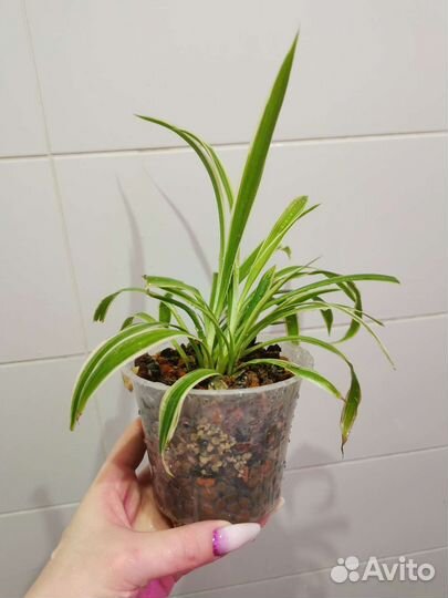 Комнатные растения