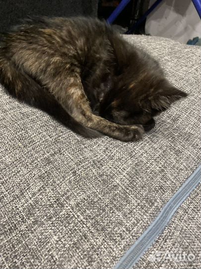 Кошечка в добрые руки