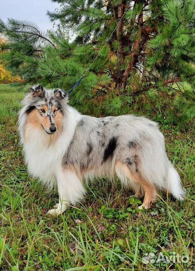 Колли,шпиц, для фотосессий,съёмок рекламы/кино