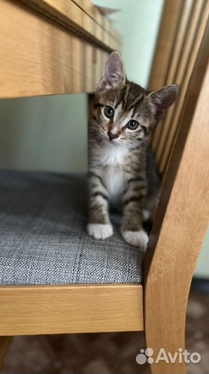 Котенка выбросили на помойку