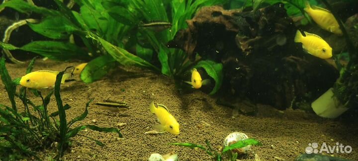 Аквариумные рыбки