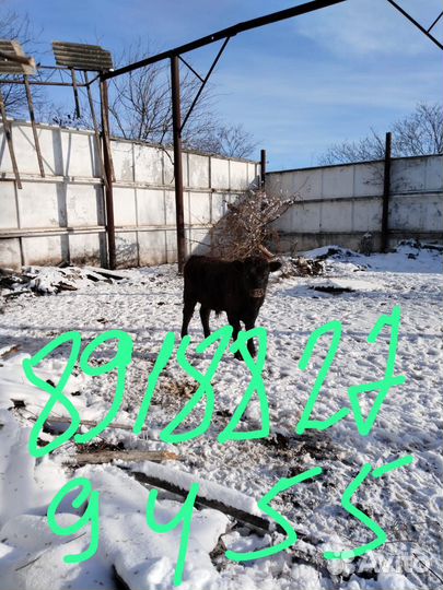 Продам бычков