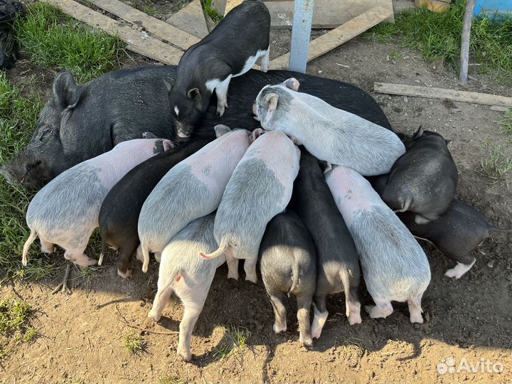 Вьетнамские вислобрюхие поросята