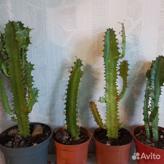 Комнатные растения цветы