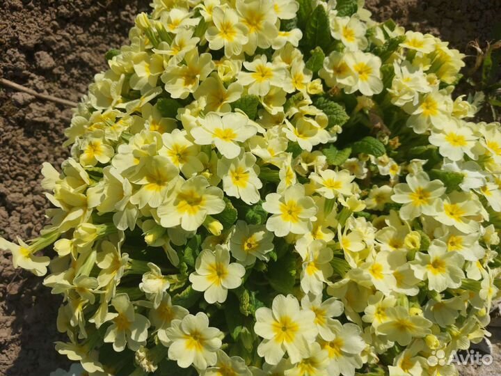 Продам примулы