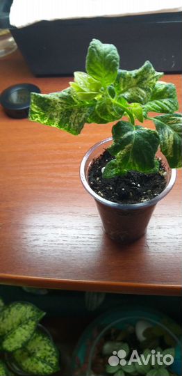 Комнатные цветы