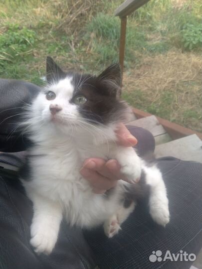 Кошка подросток