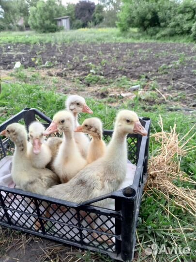 Домашние линды гусята