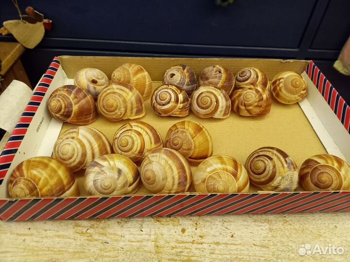 Улитки чистые для рукоделия и поделок в школу, сад