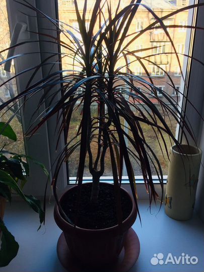 Пальма драцена