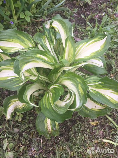 Хоста более 15 видов