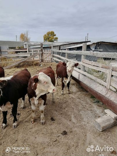 Быки живым весом продать