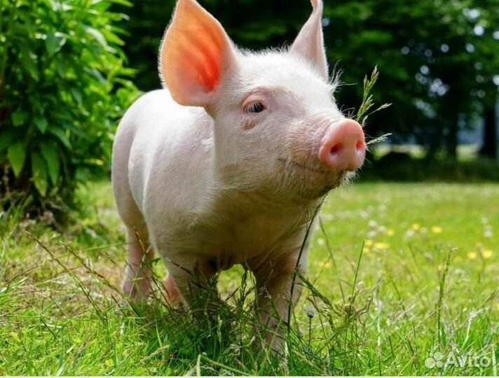 Поросята, Телочка