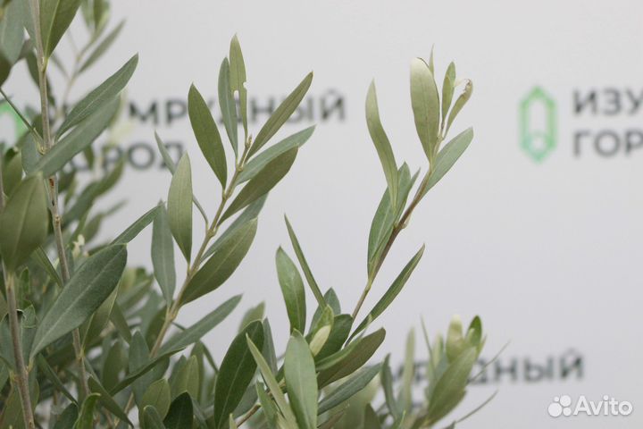 Оливковое Дерево 150-180, олива