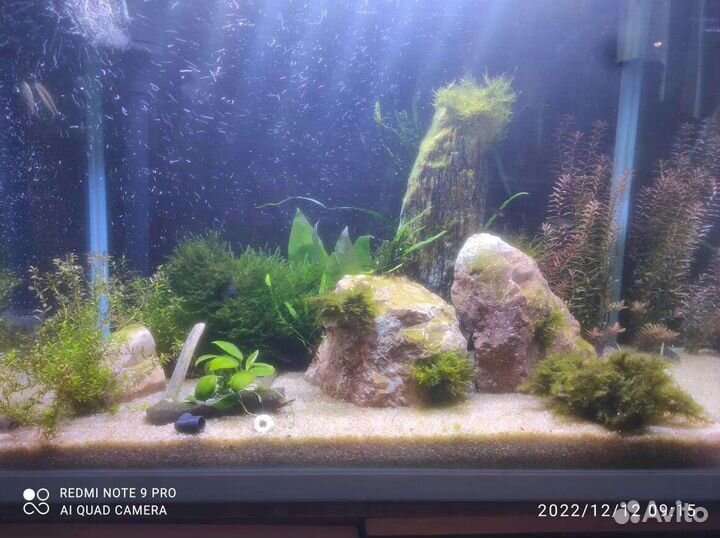 Растения на корягах