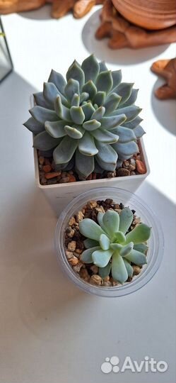 Суккуленты