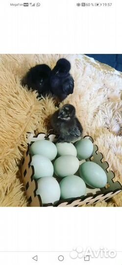 Инкубационное яйцо