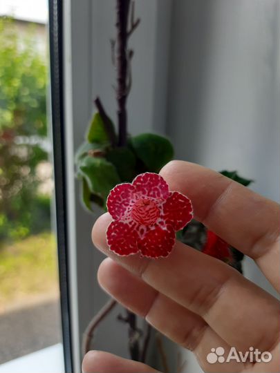 Комнатные цветы