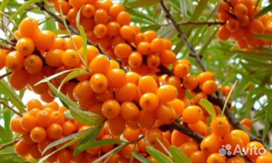 Облепиха саженцы