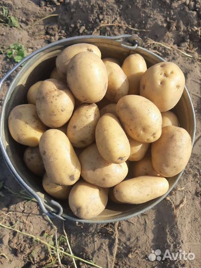 Картофель домашний