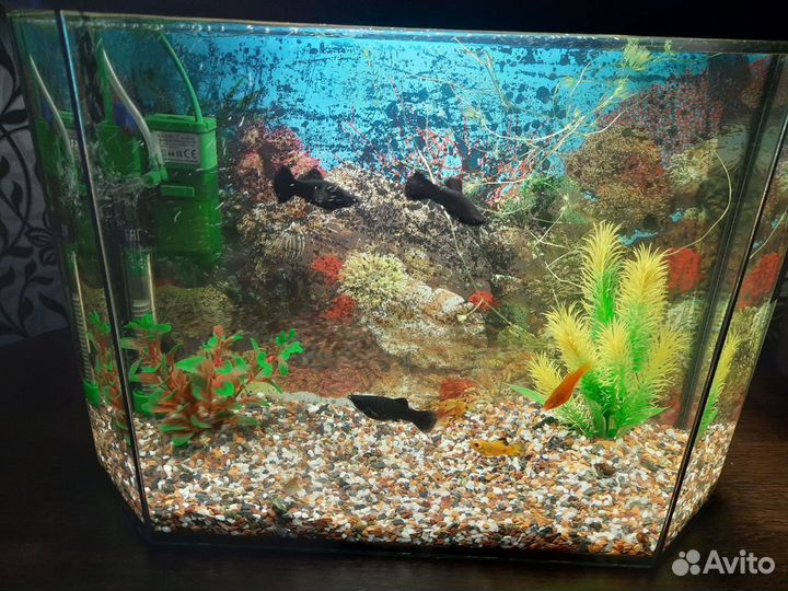 Аквариумные рыбки