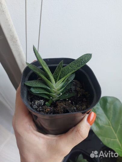 Суккуленты