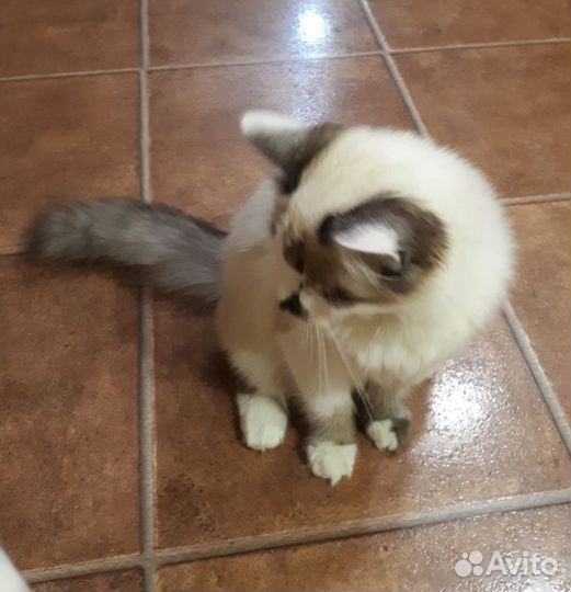 Кошечка в добрые руки бесплатно